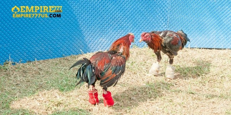 da ga don 4 - Khám Phá Thú Vị của Đá Gà Đòn Empire777 - Một Trải Nghiệm Chưa Từng Có