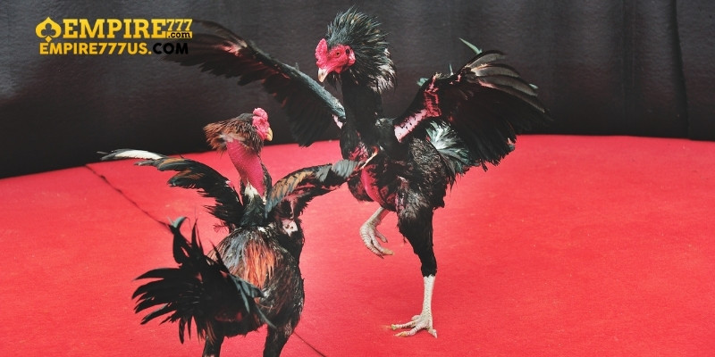 da ga thomo 4 - Đá Gà Thomo Empire777 - Nơi Kết Nối Đam Mê Và Chiến Thắng